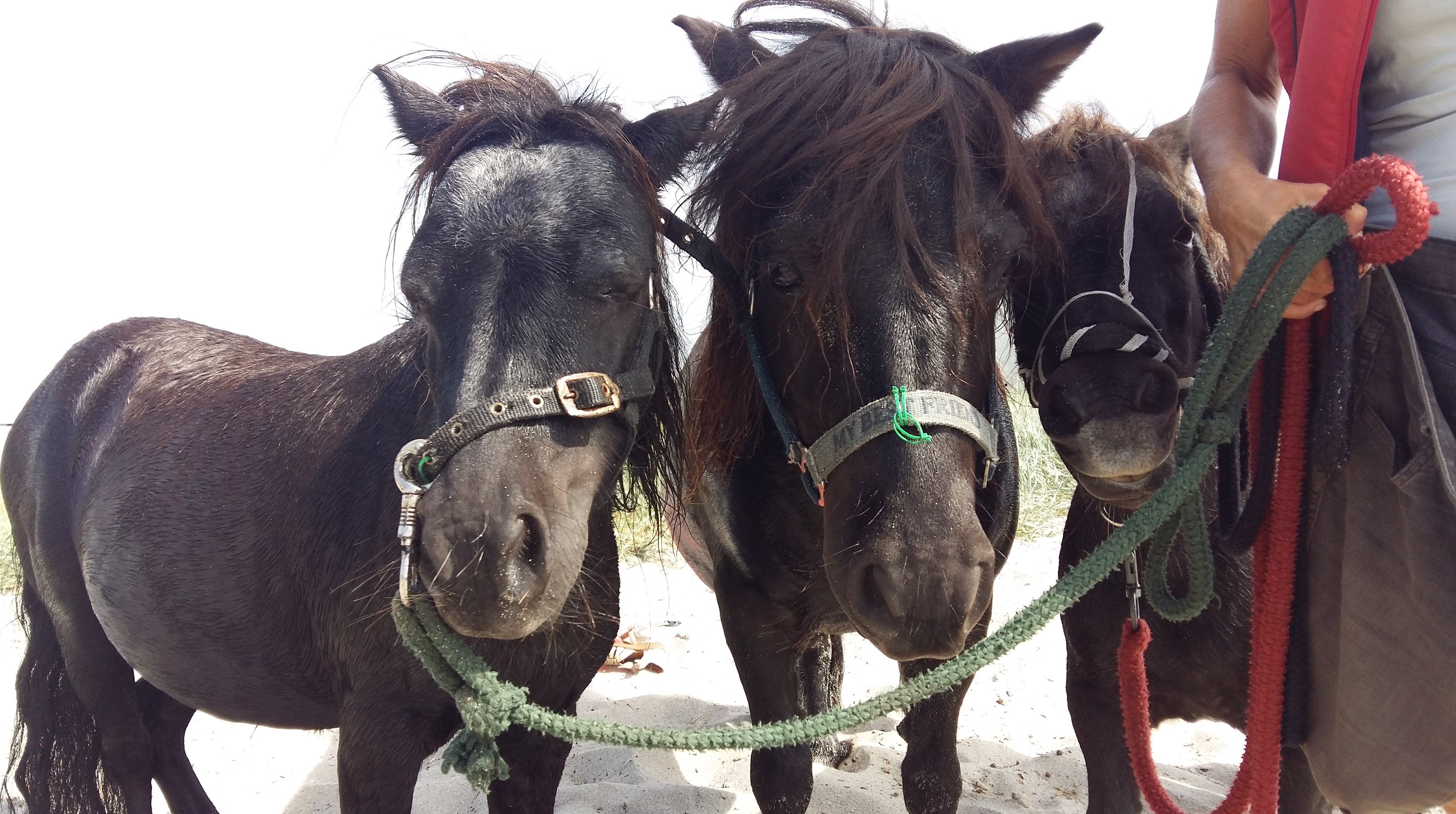 hestemassage Hestekundskab brn ridetur ridning pony dragr